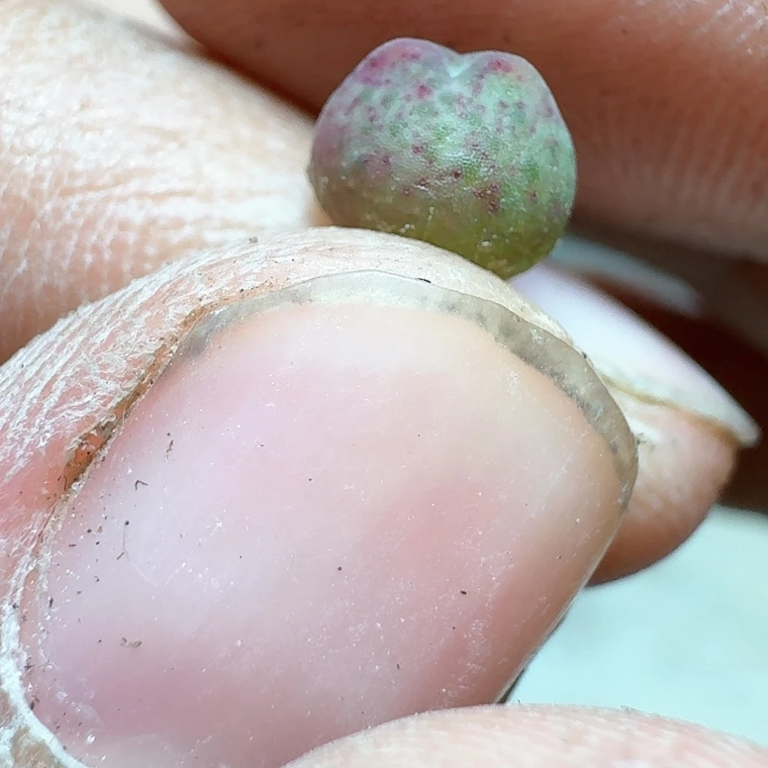 1颗一组量拍985多肉植物哇