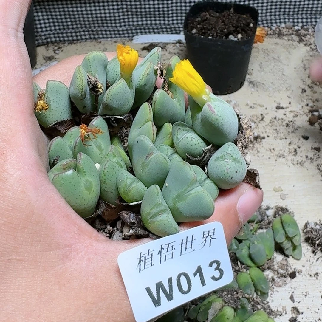 013号多肉植物哇vv