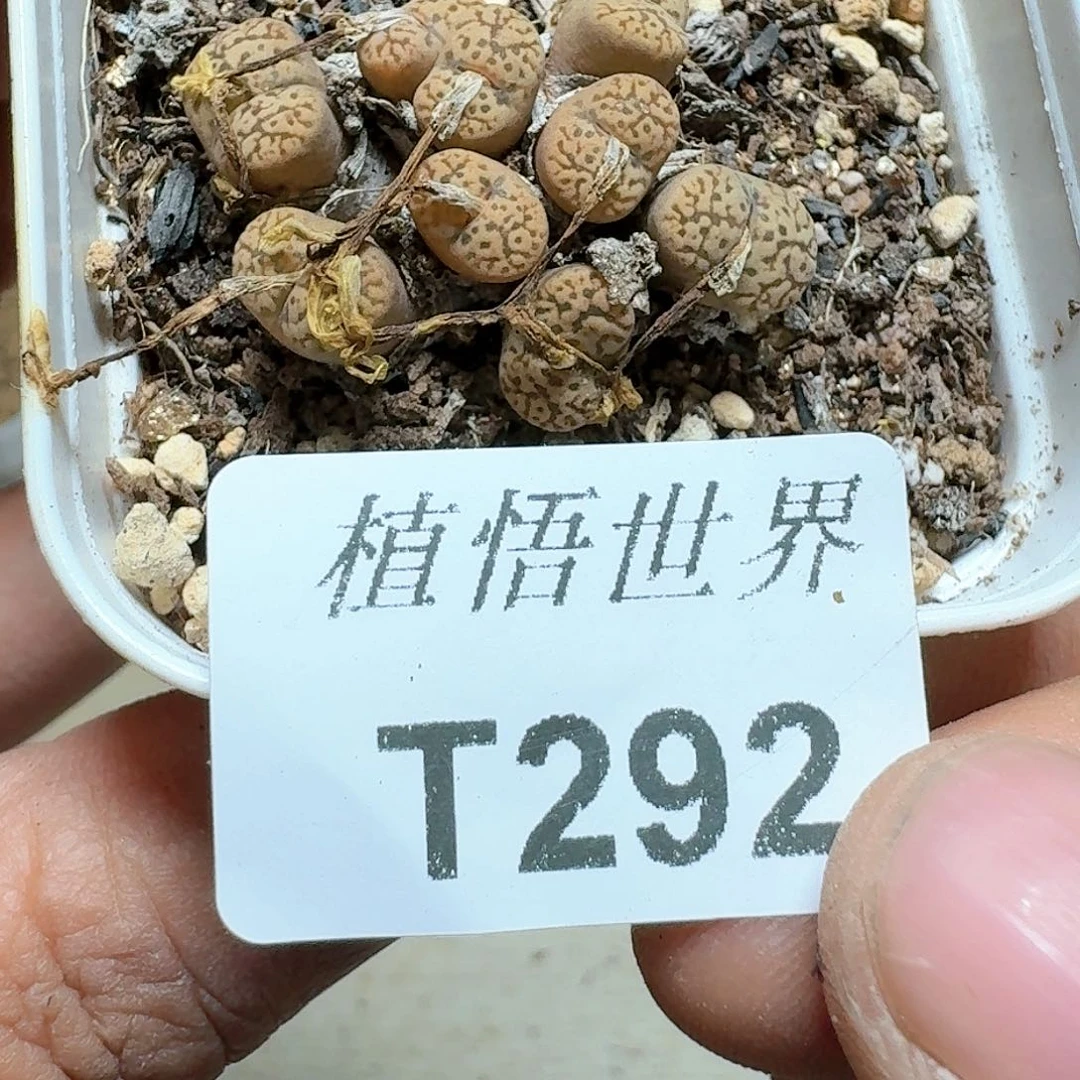 292号多肉植物哇c