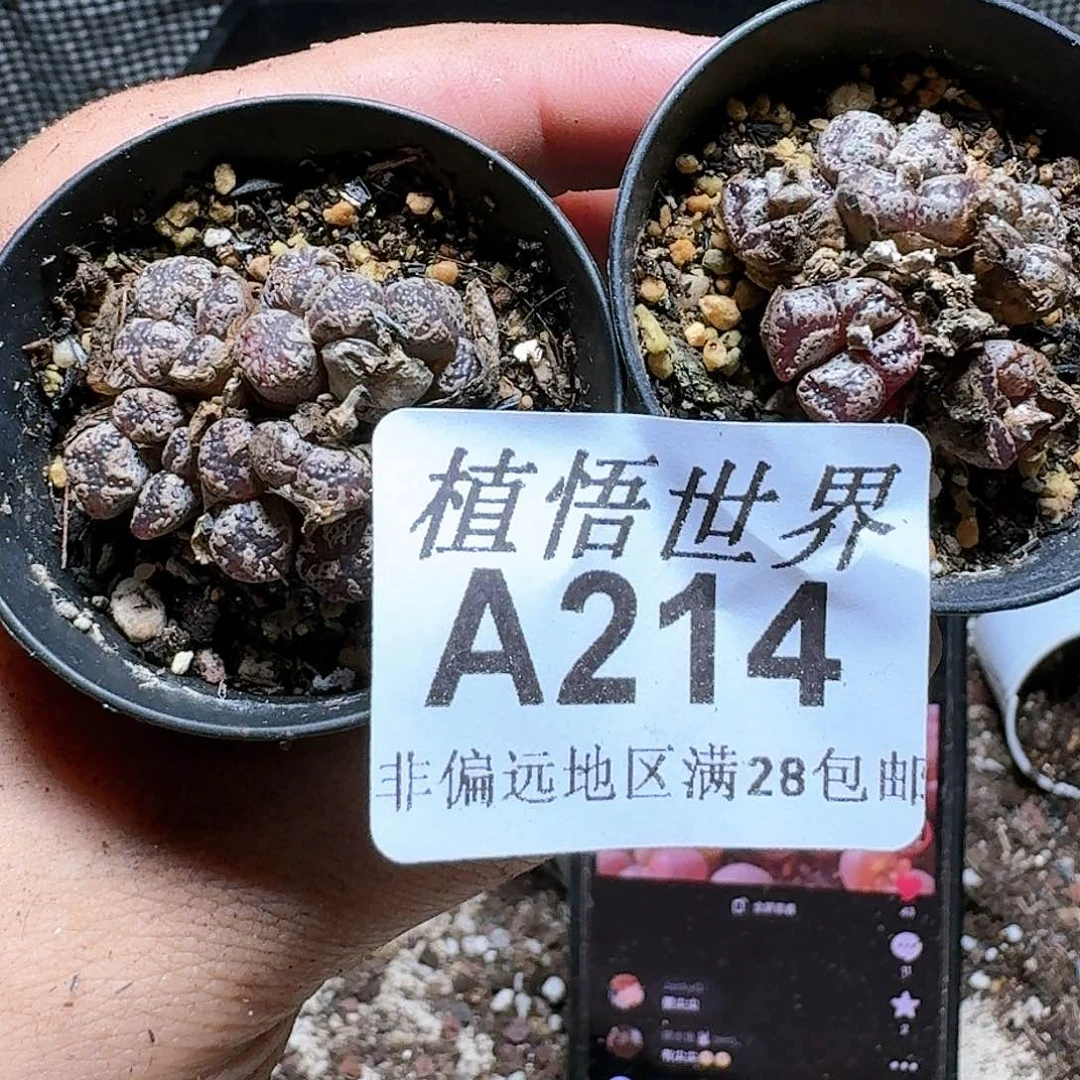 214盒多肉植物哇。x
