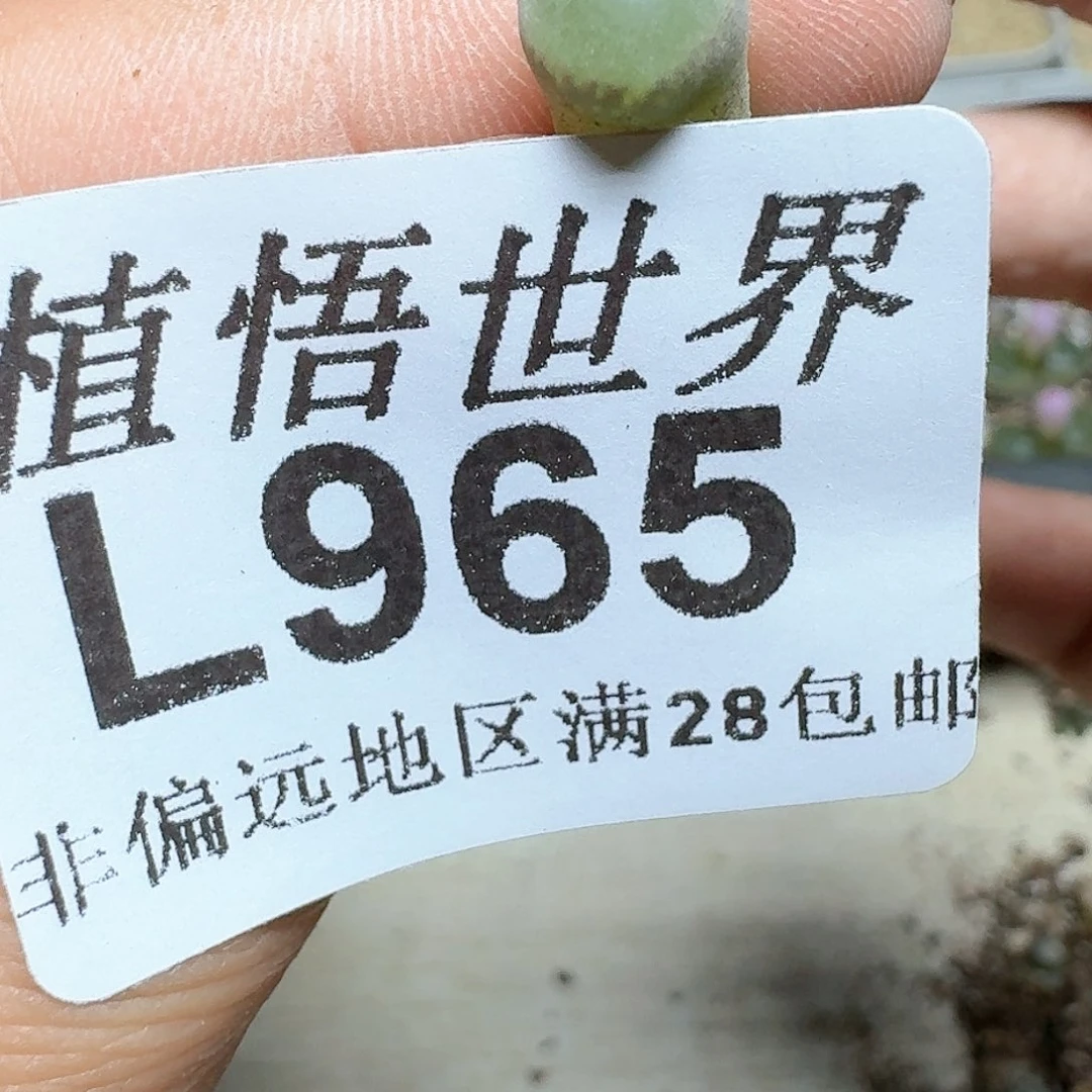 965号多肉植物c f