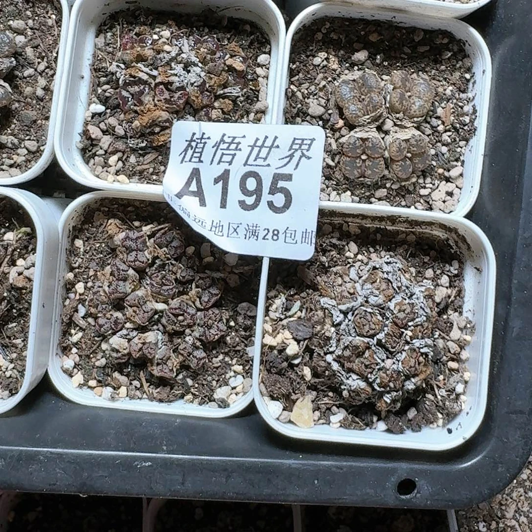 睡****.195号多肉植物，x d