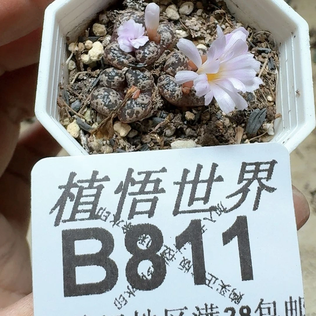 811号多肉植物哇