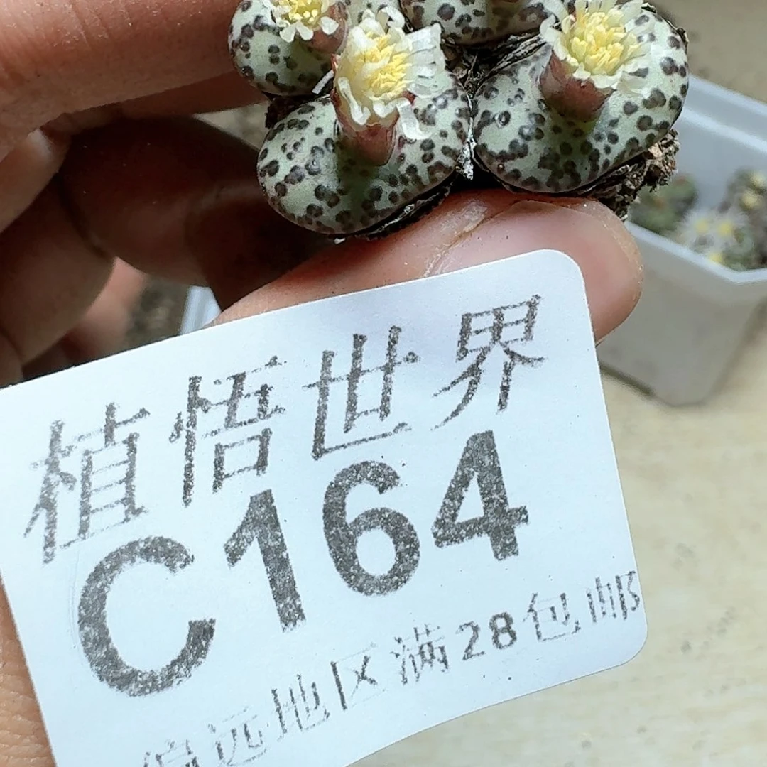 164号多肉植物哇c