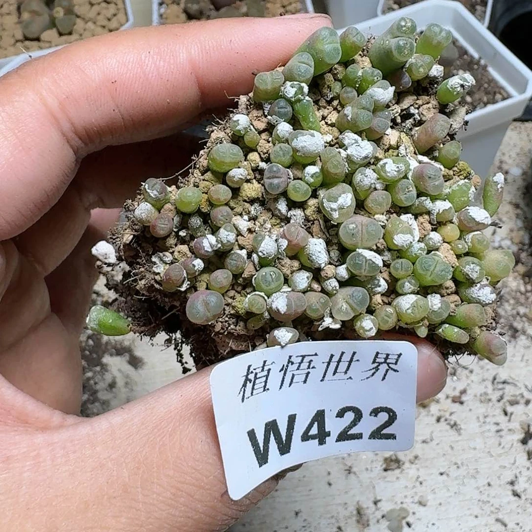 422号多肉植物哇v