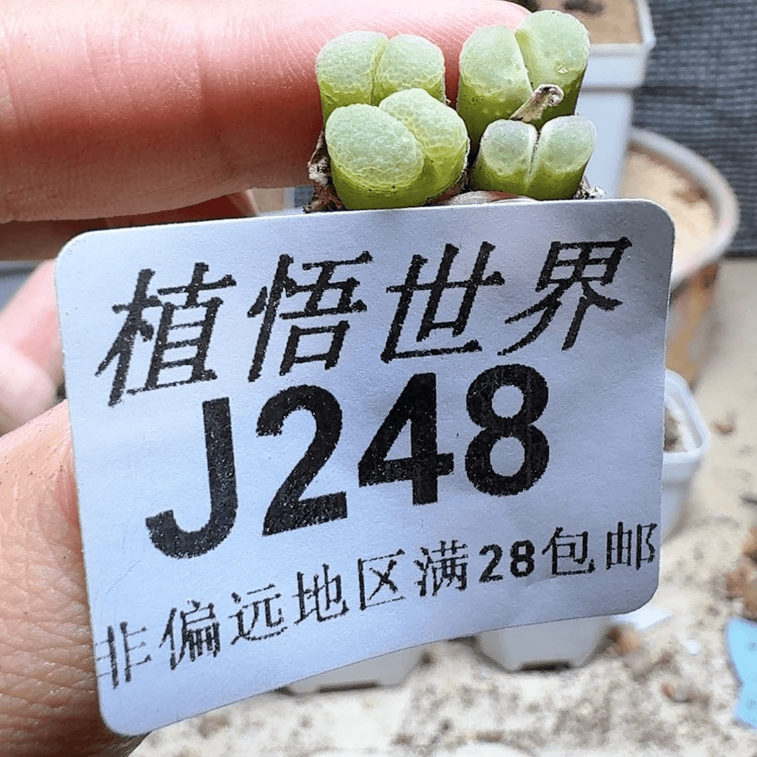 248号多肉植物哇，x
