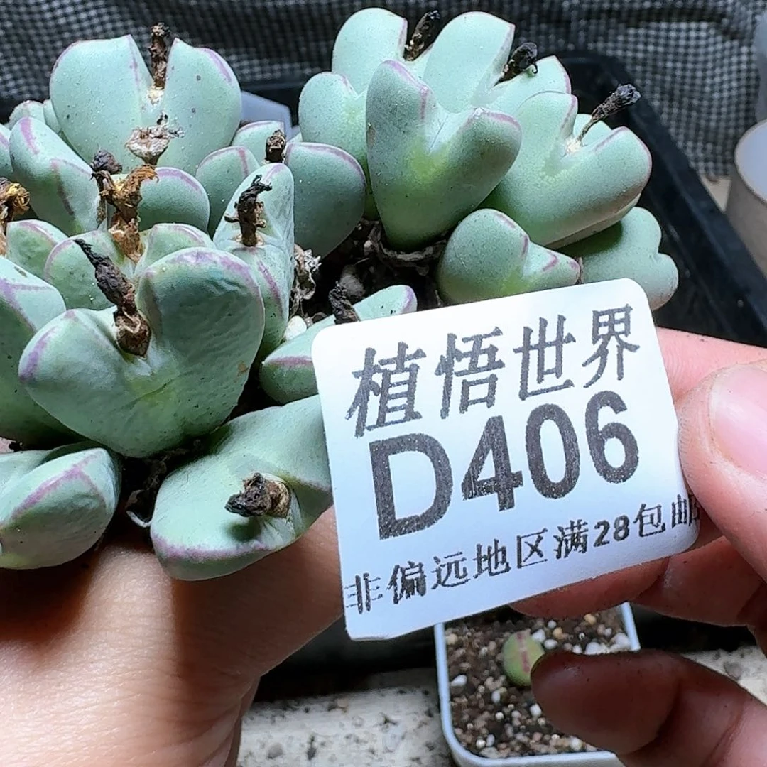 406号d r z w w w c