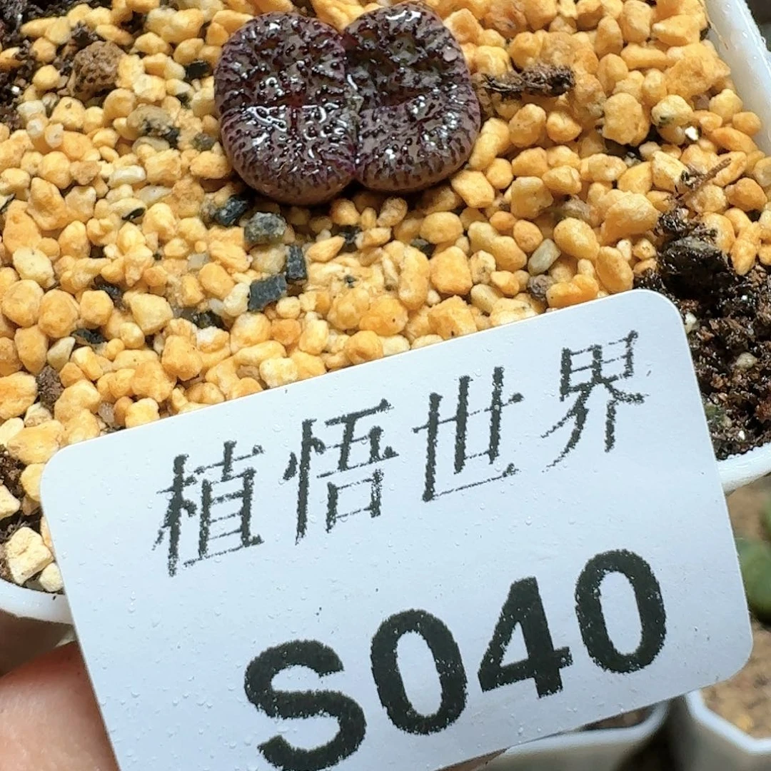 040号多肉植物哇c