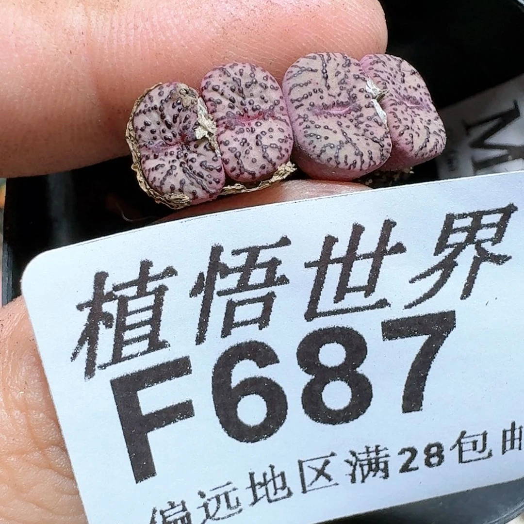 687号多肉植物d d