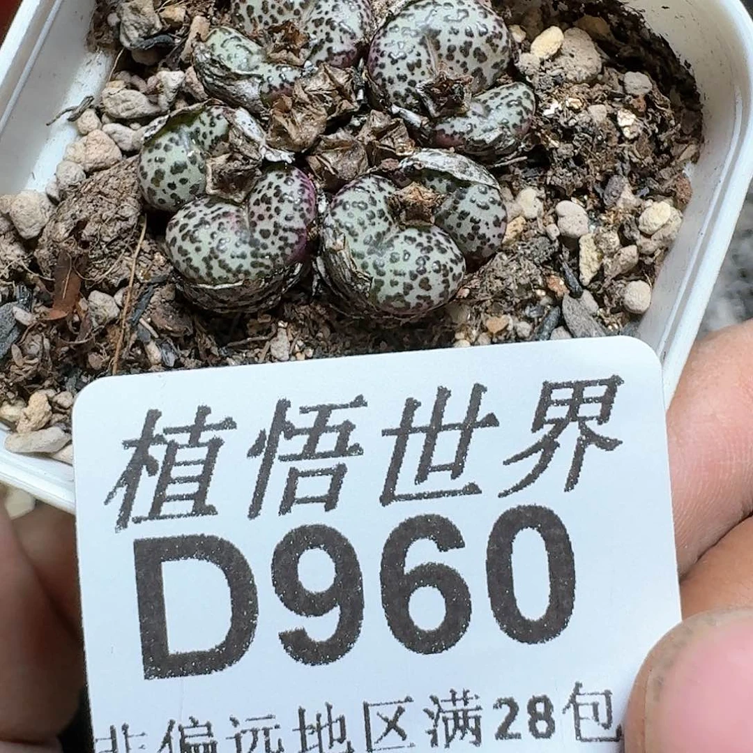 960号多肉植物大