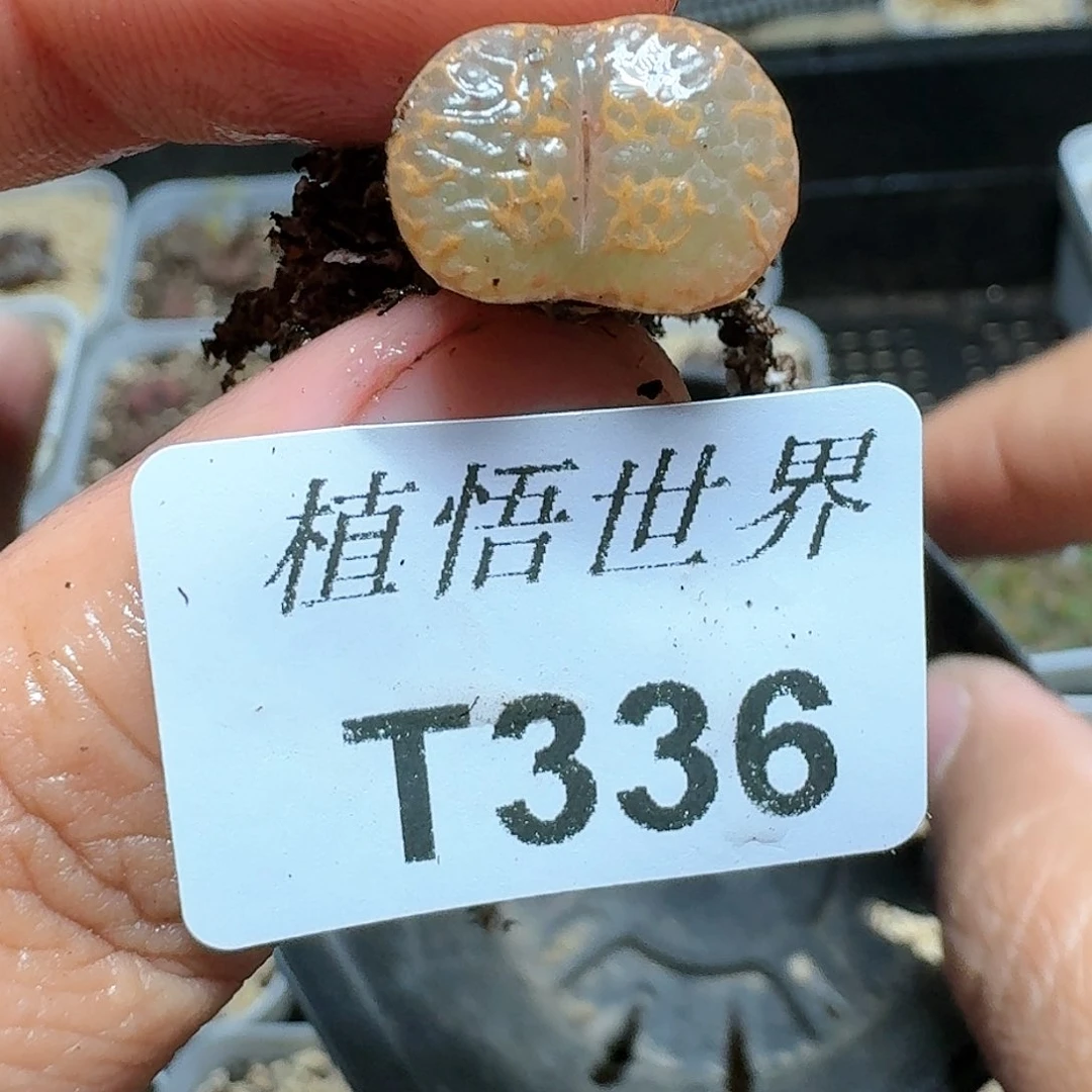 336号多肉植物哇c