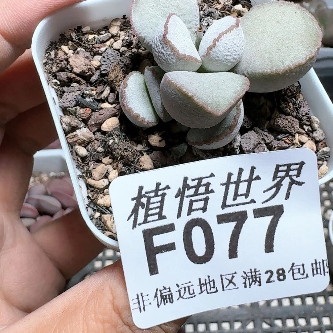 077号多肉植物c f