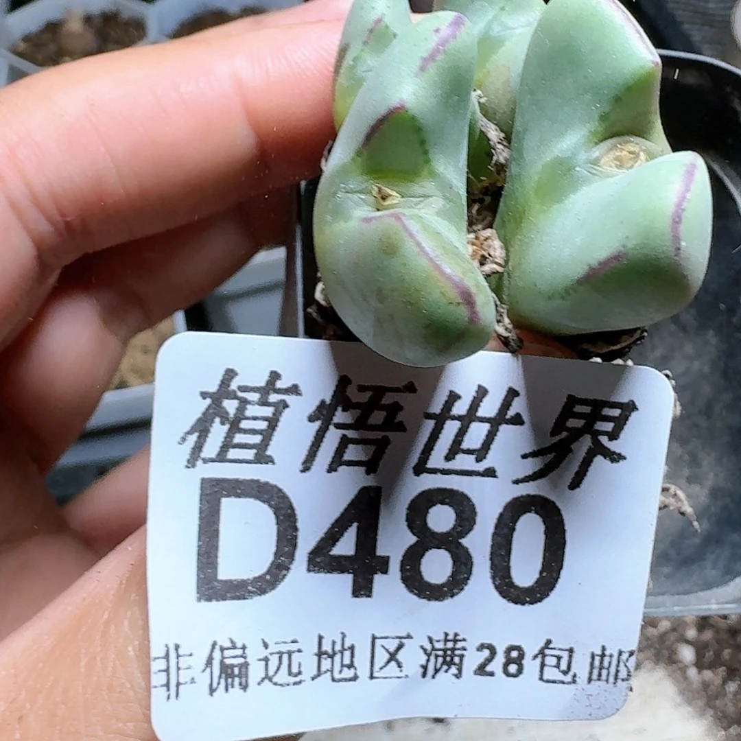 480号多肉植物哇v