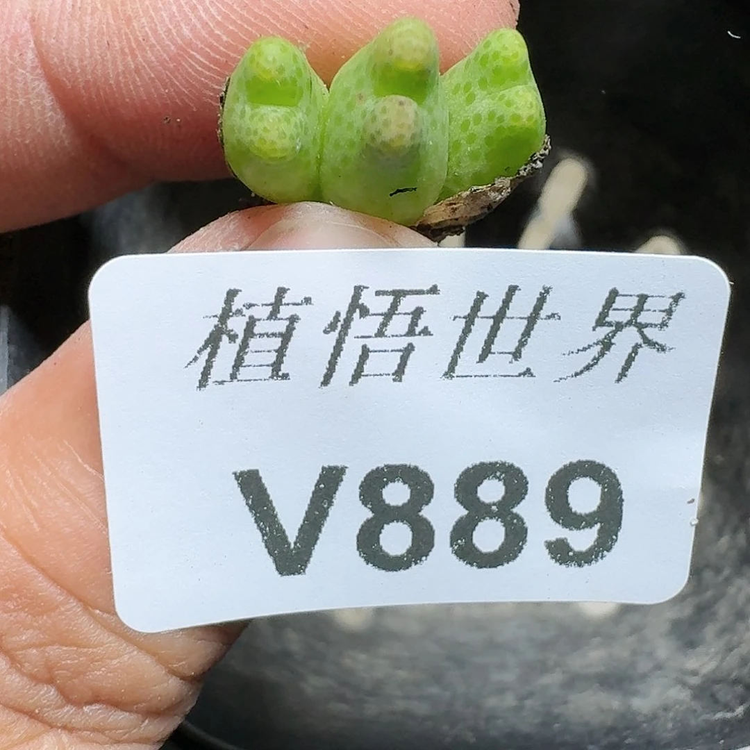 889号多肉植物哇c