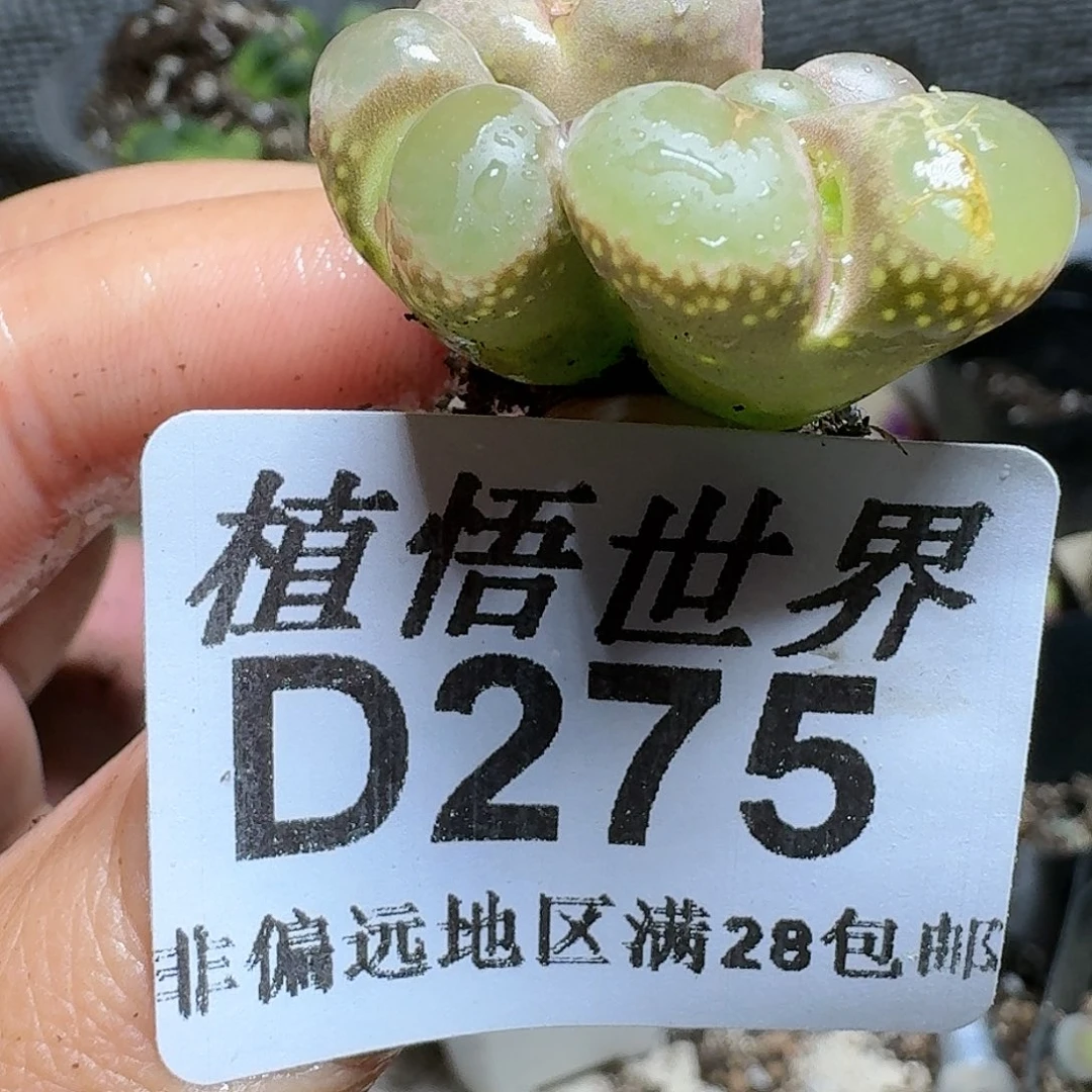 275号多肉植物哇c