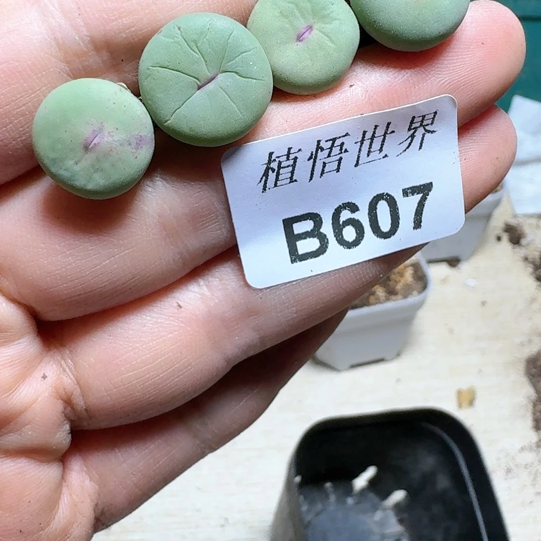 607号多肉植物cv b
