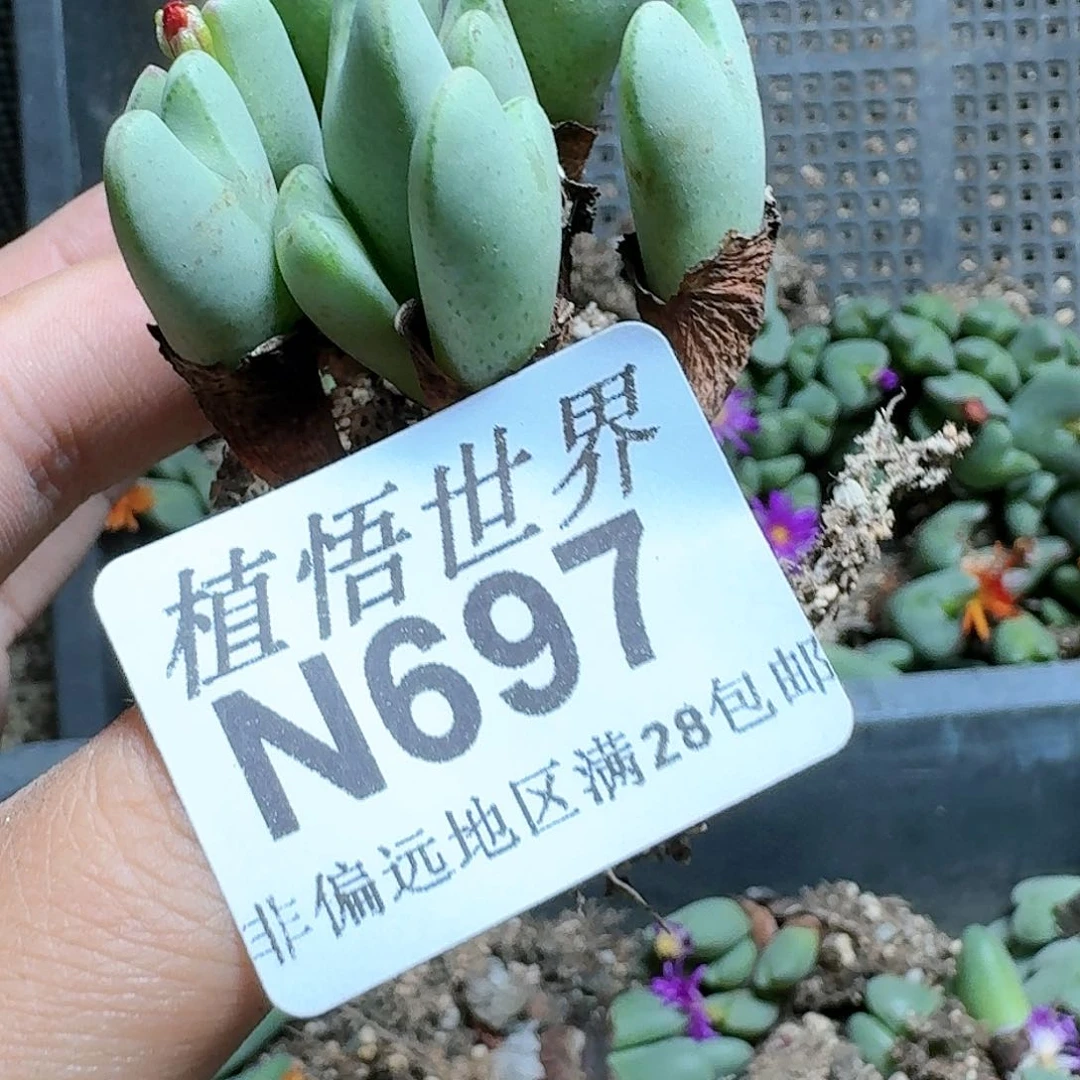 697号的多肉植物哇c