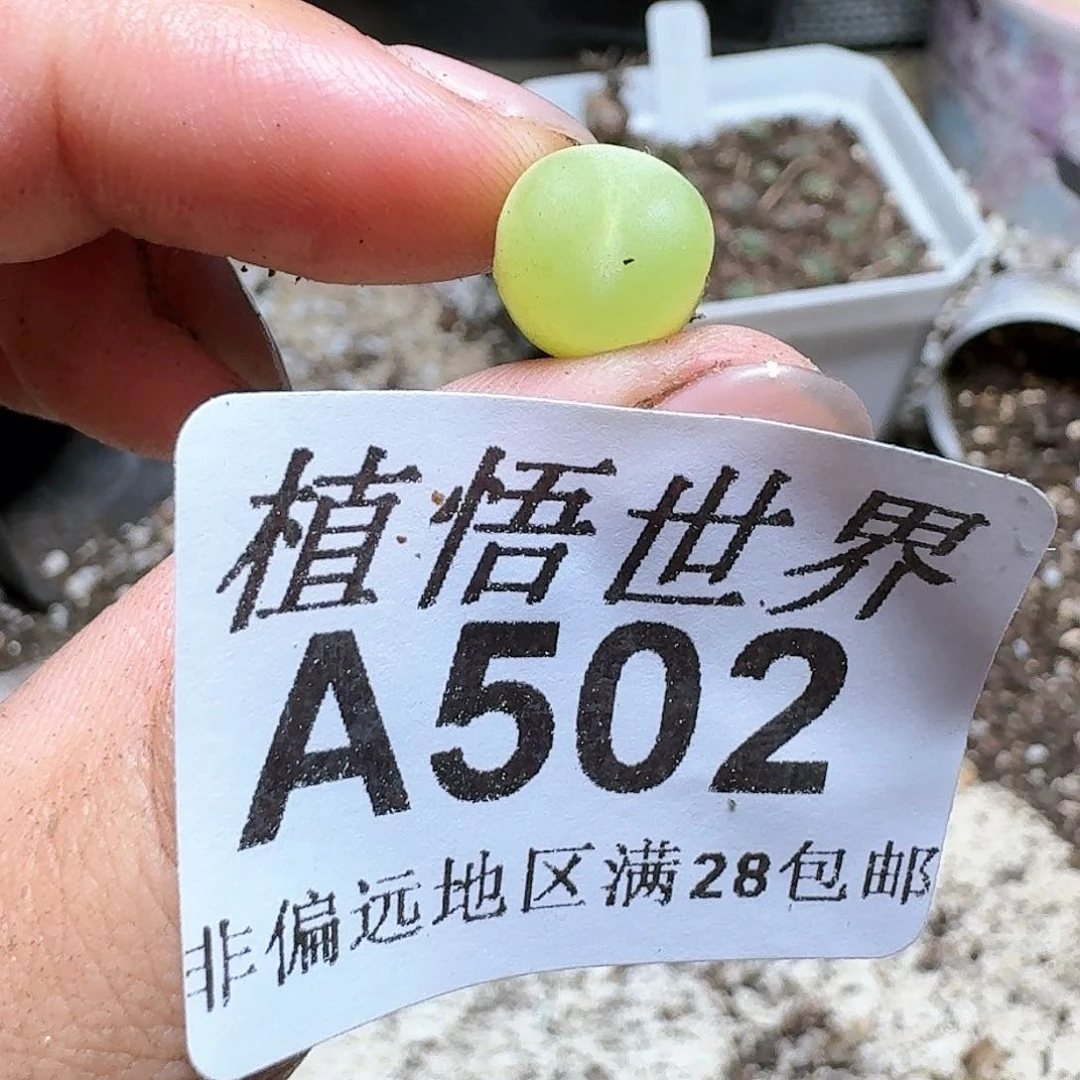 502号多肉植物哇