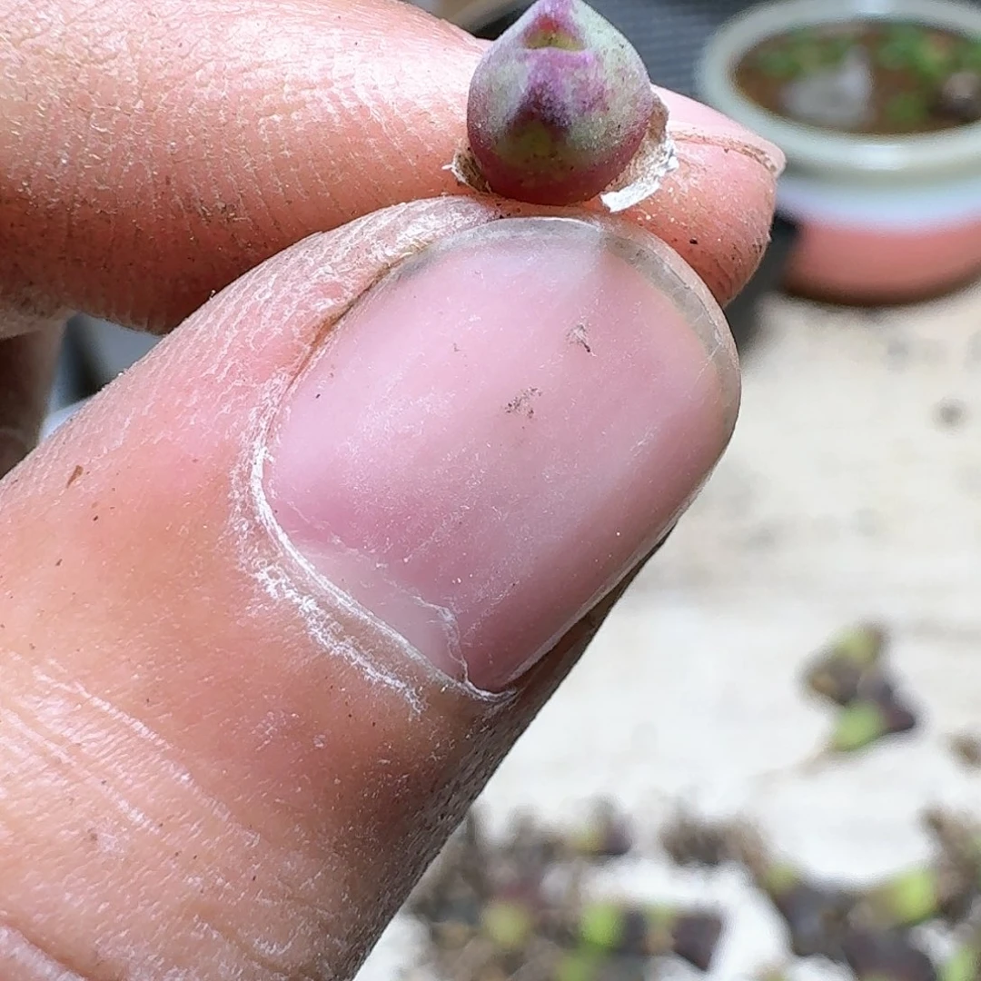 1颗一组量拍多肉植物c g g