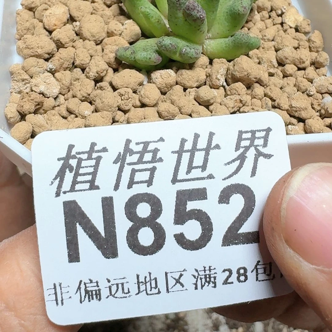 852号的多肉植物x f