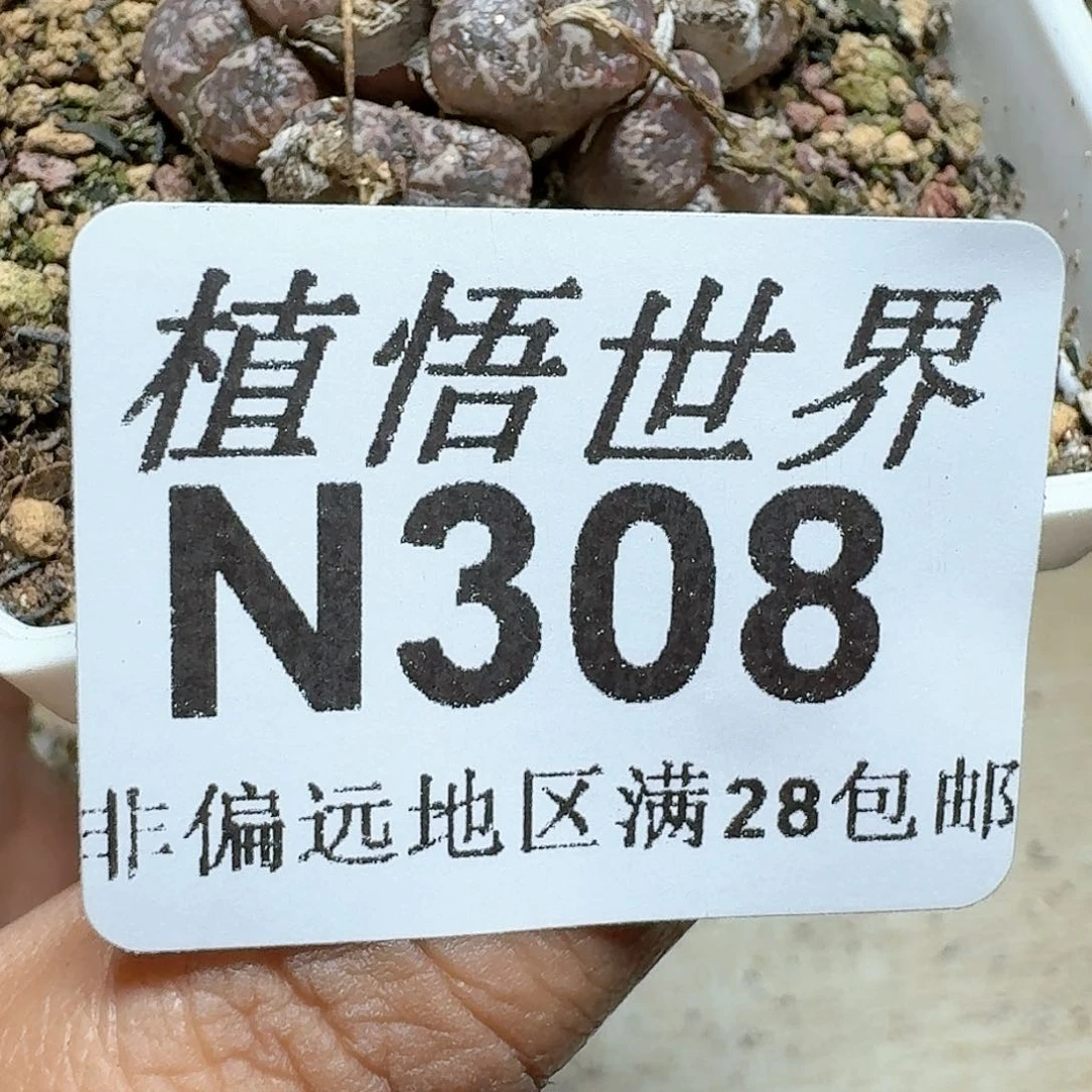 308号多肉植物哇c