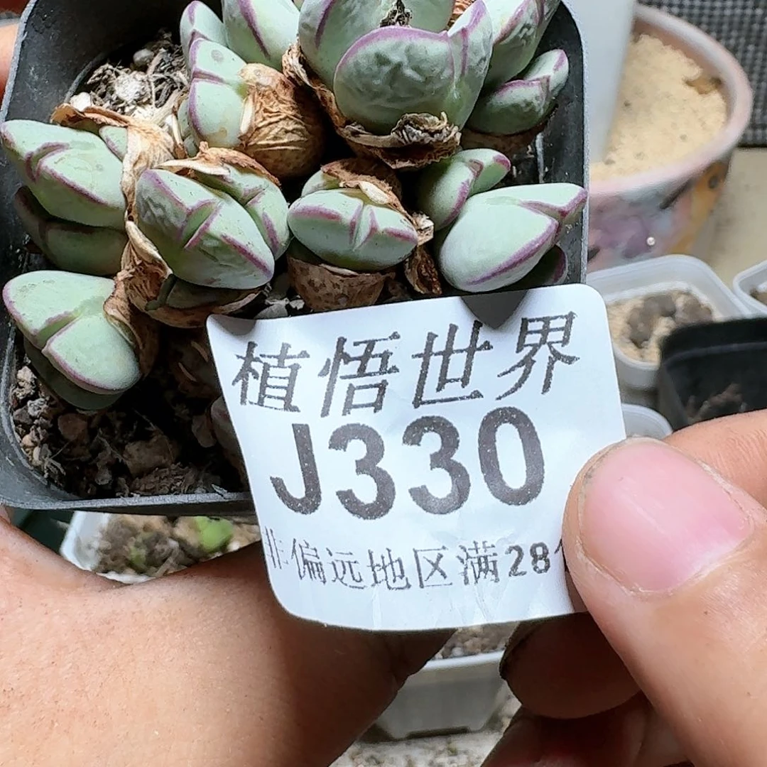 330号多肉植物群。