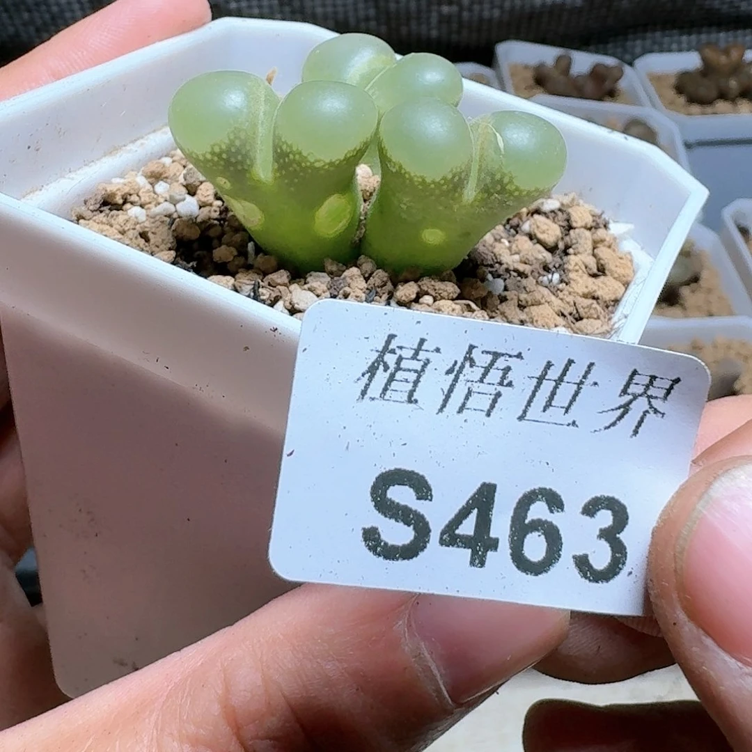 463）号多肉植物c