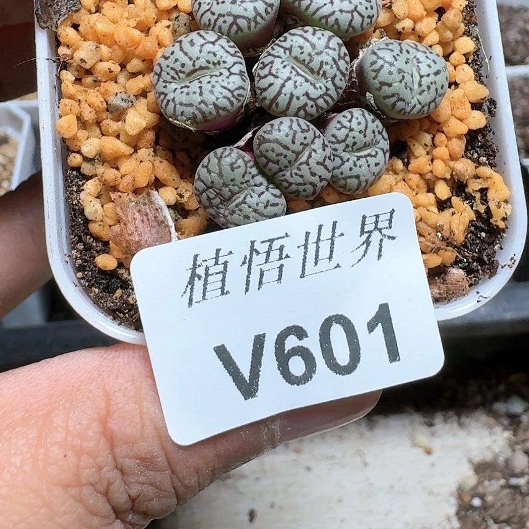 601号多肉植物哇完成