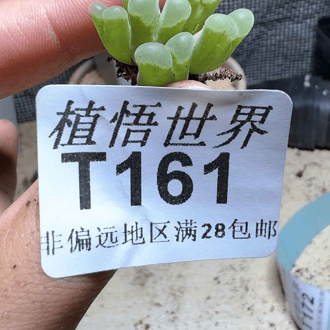 161号多肉植物。x