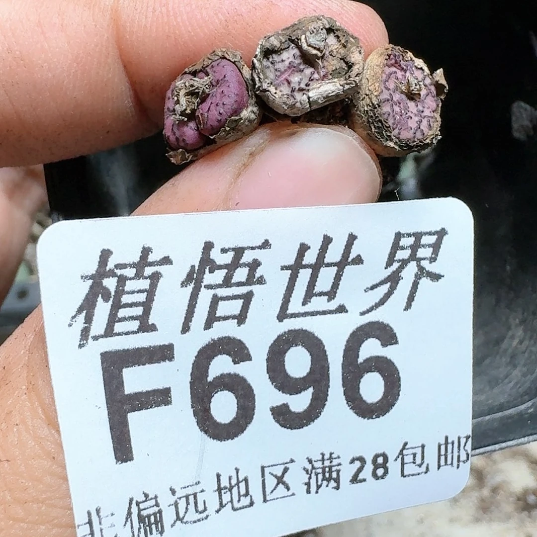 696号多肉植物x c