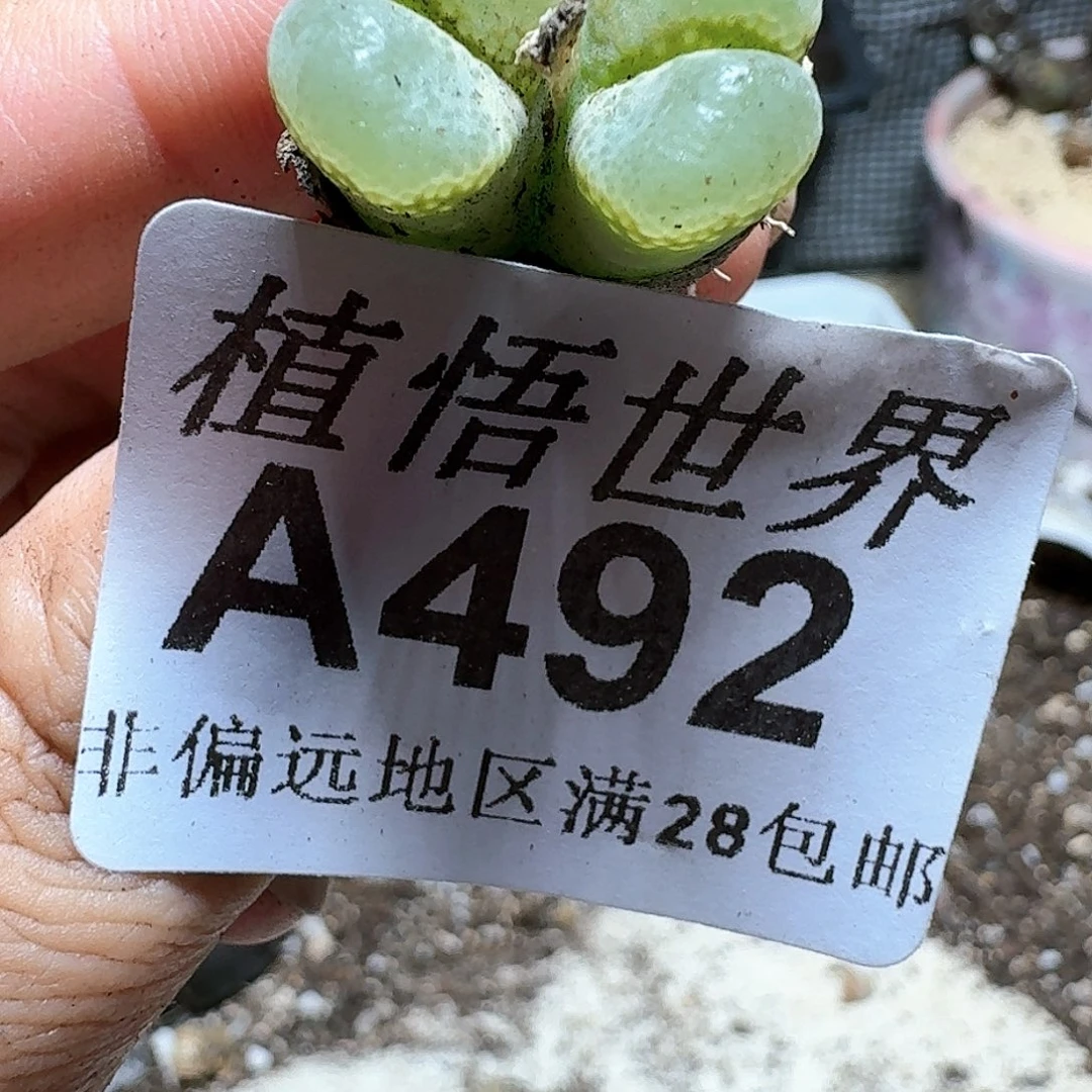 492号多肉植物。x