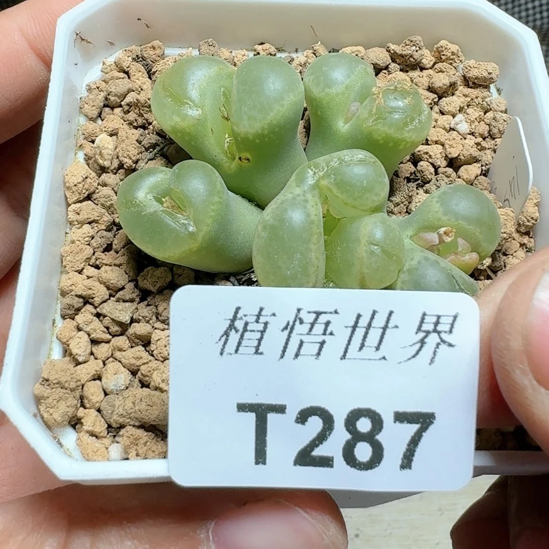 287号多肉植物哇f g