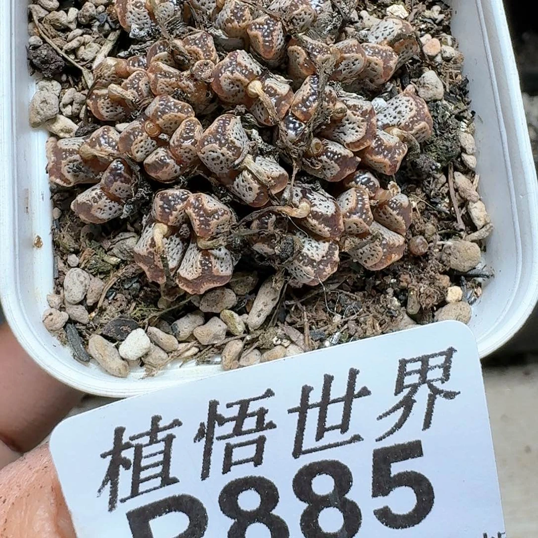885号多肉植物哇cv