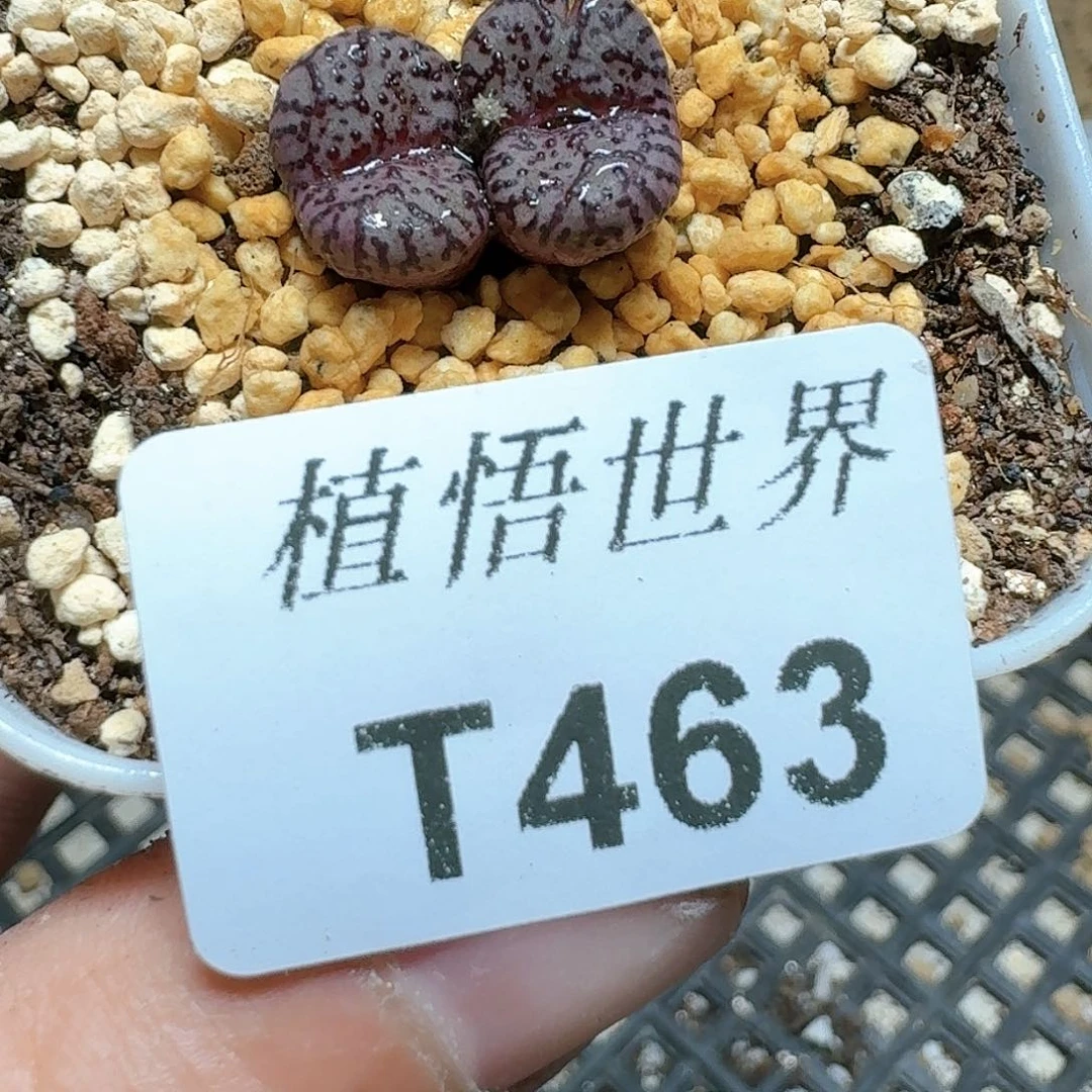 463号多肉植物哇c