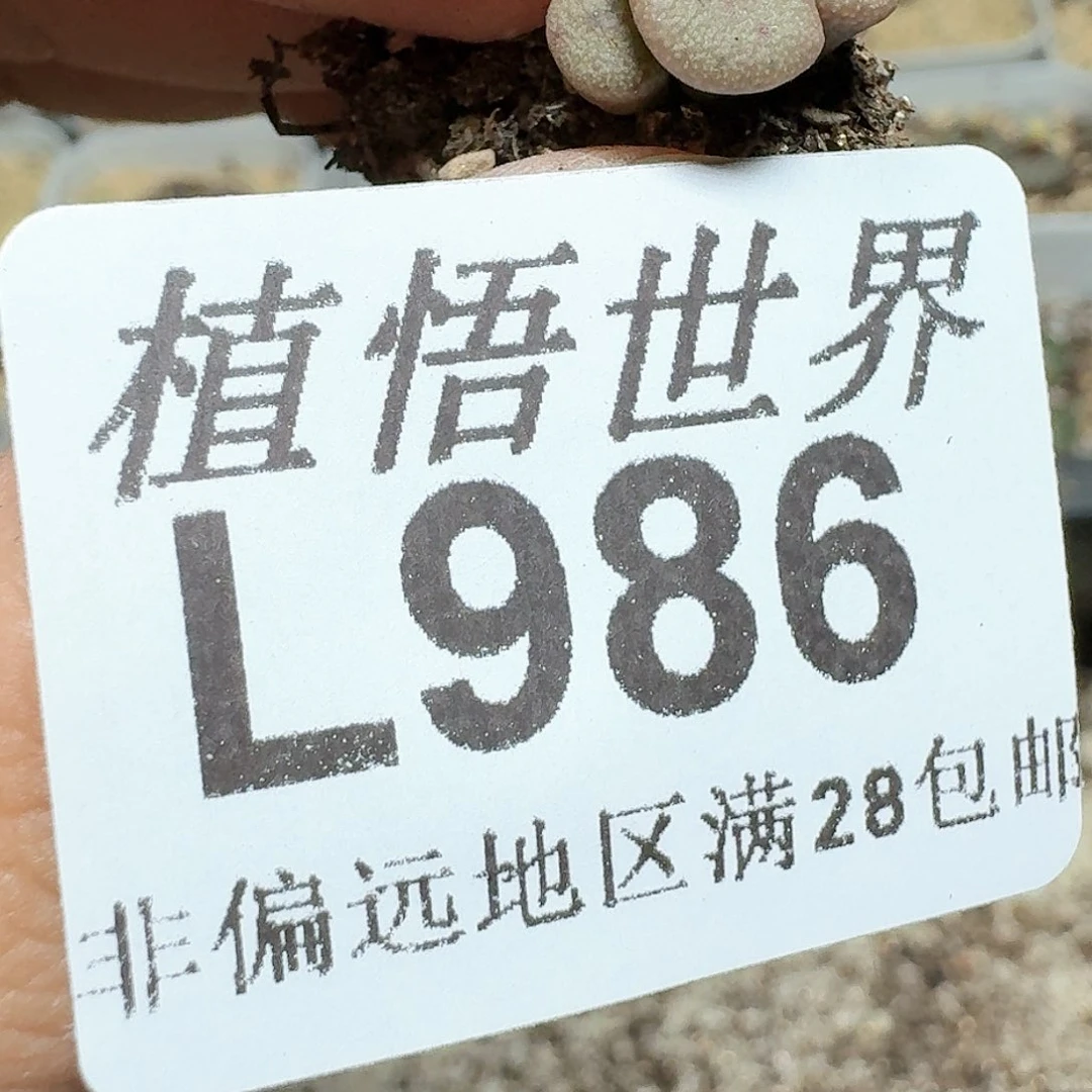 986）号的多肉植物c