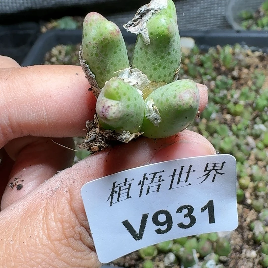 931号多肉植物哇f g
