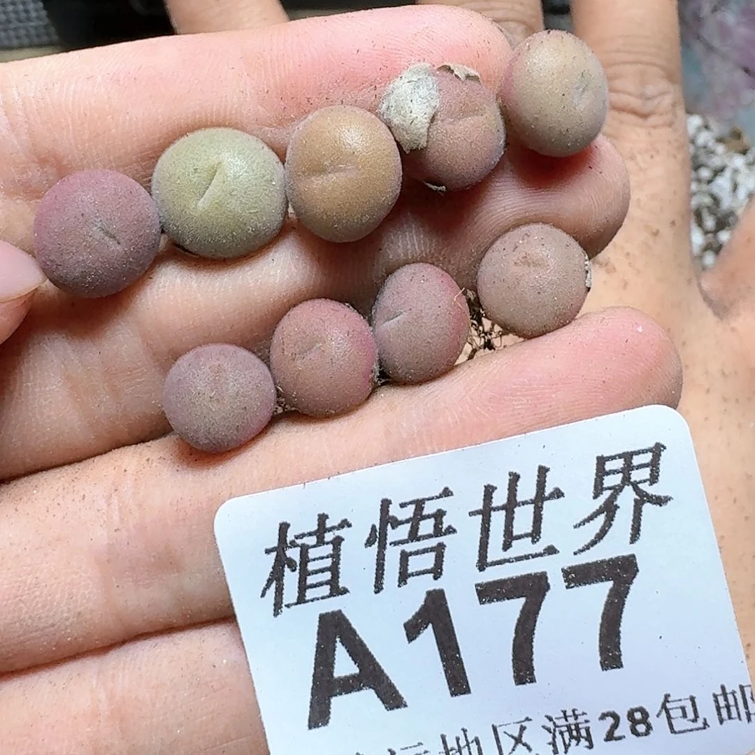 1颗一组量拍多肉植物d