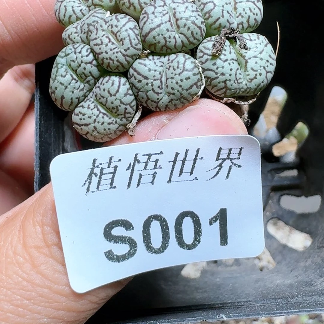 091号多肉植物哇c