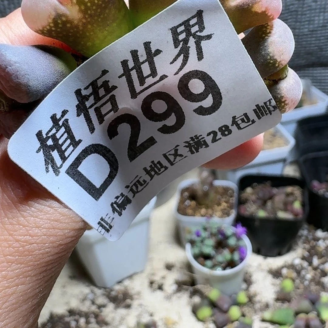 299号多肉植物哇c