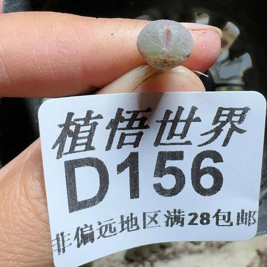 156号多肉植物哇c