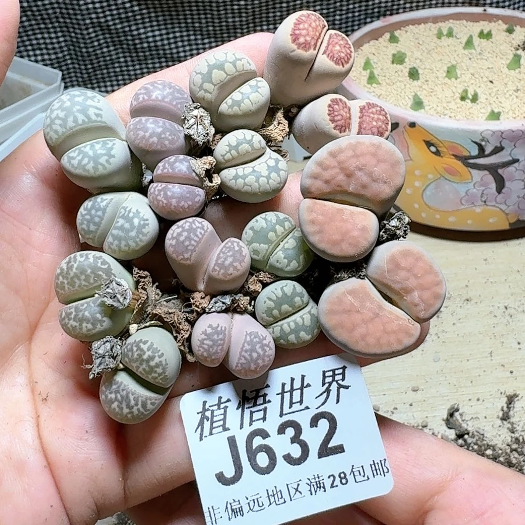 632号多肉植物。d