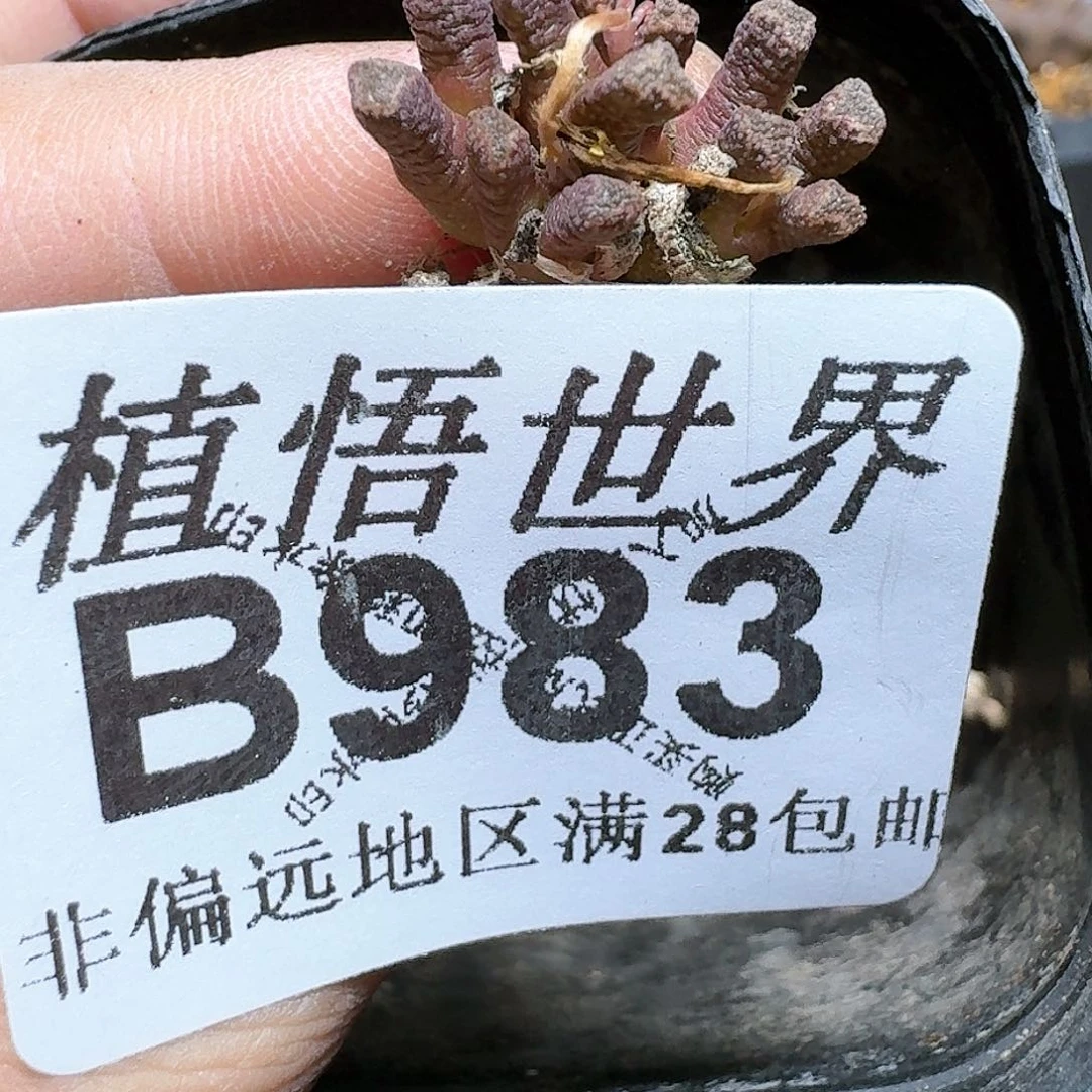 983号多肉植物哇b b