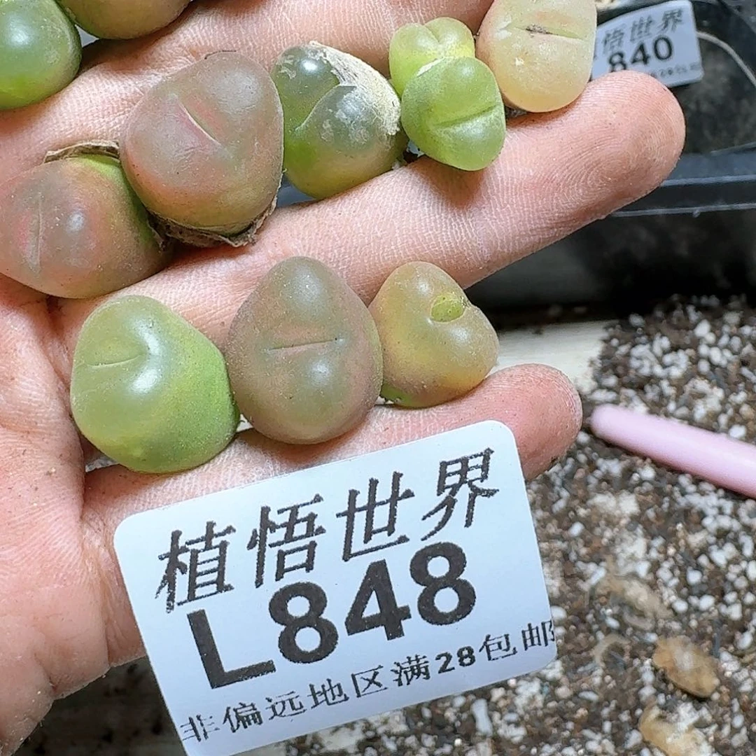 848号多肉植物哇c