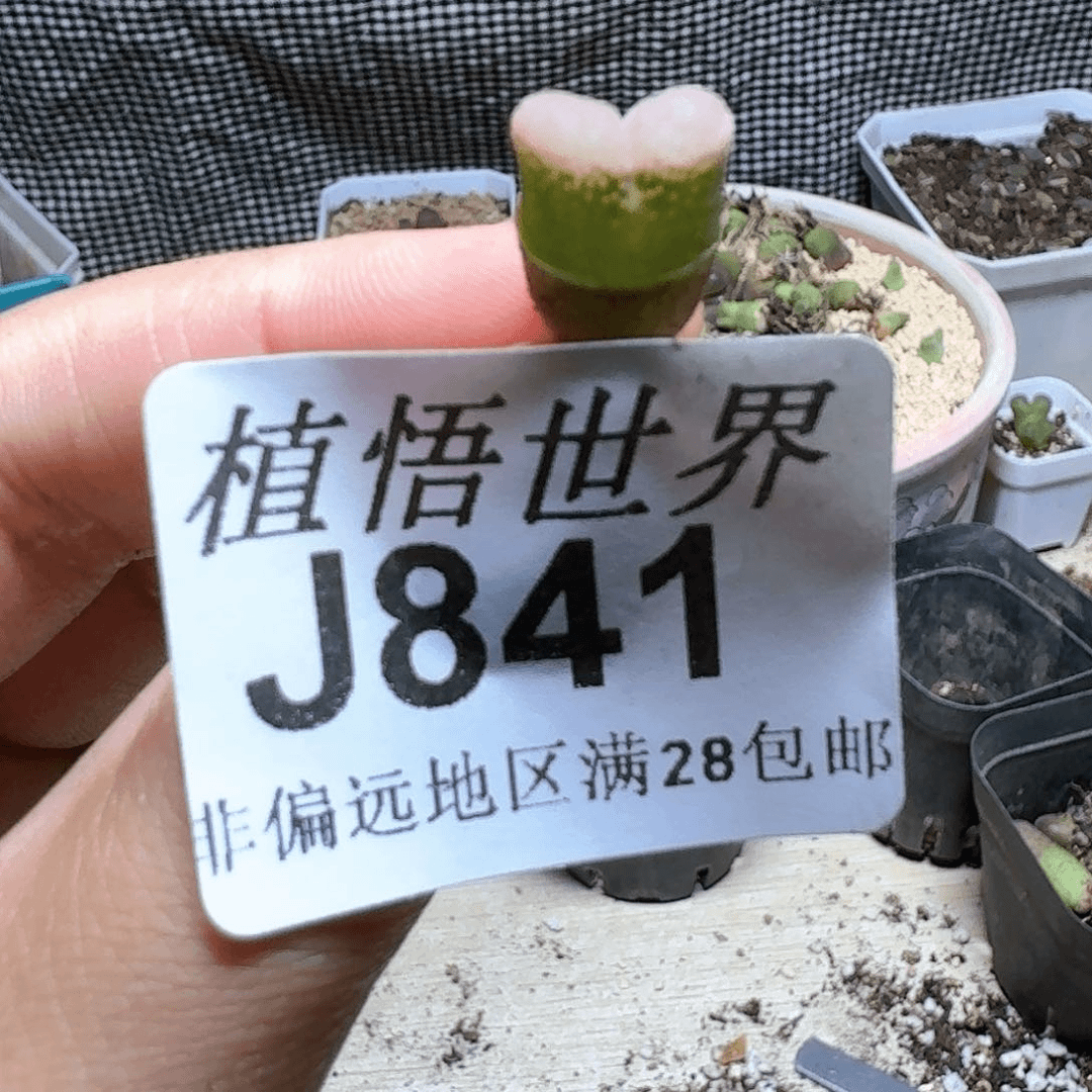 841号多肉植物群，d