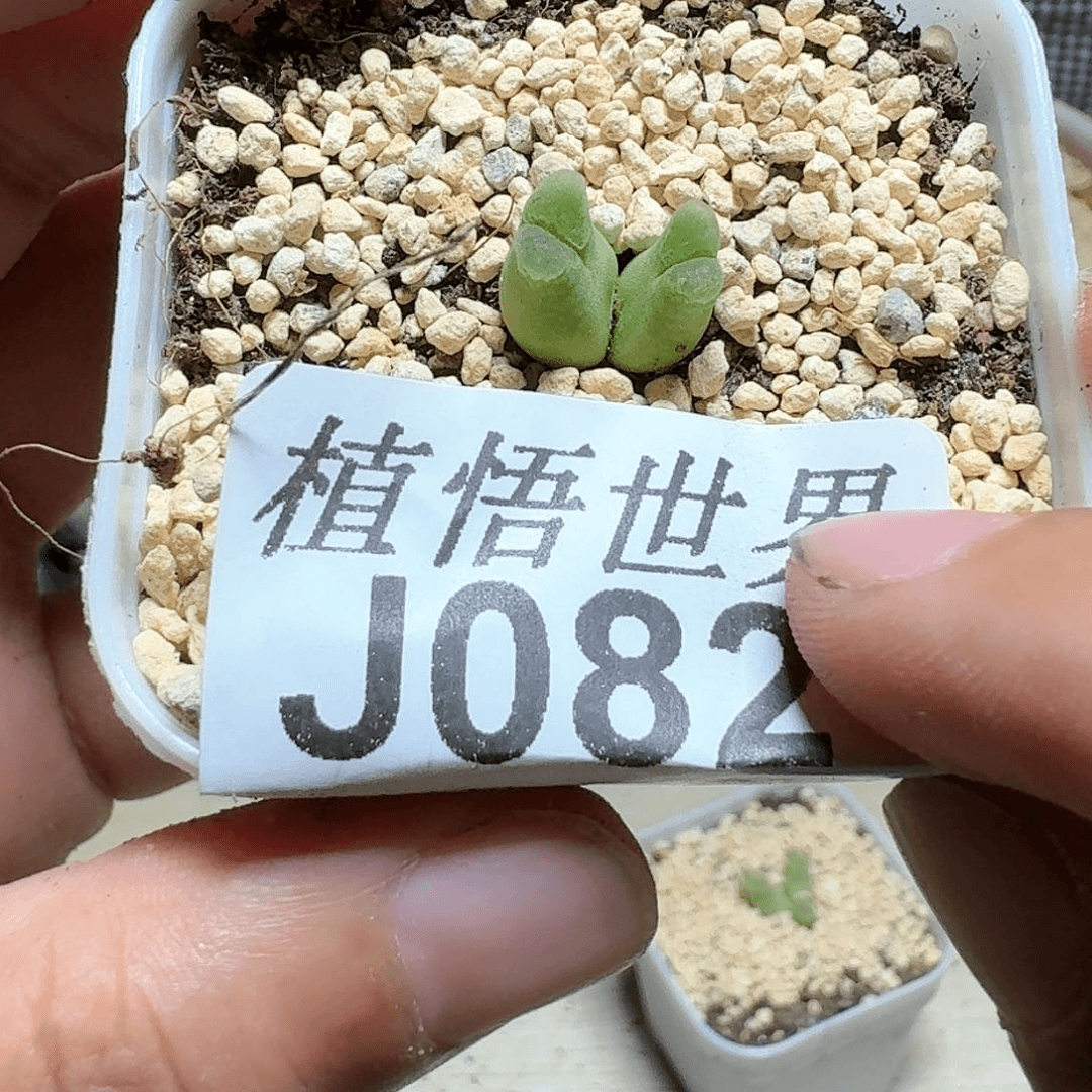 082盒多肉植物哇，d