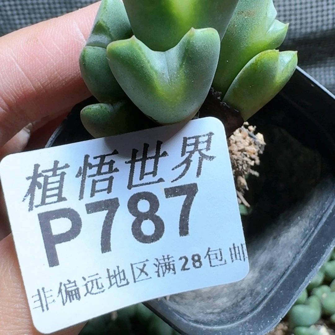 787号多肉植物哇c