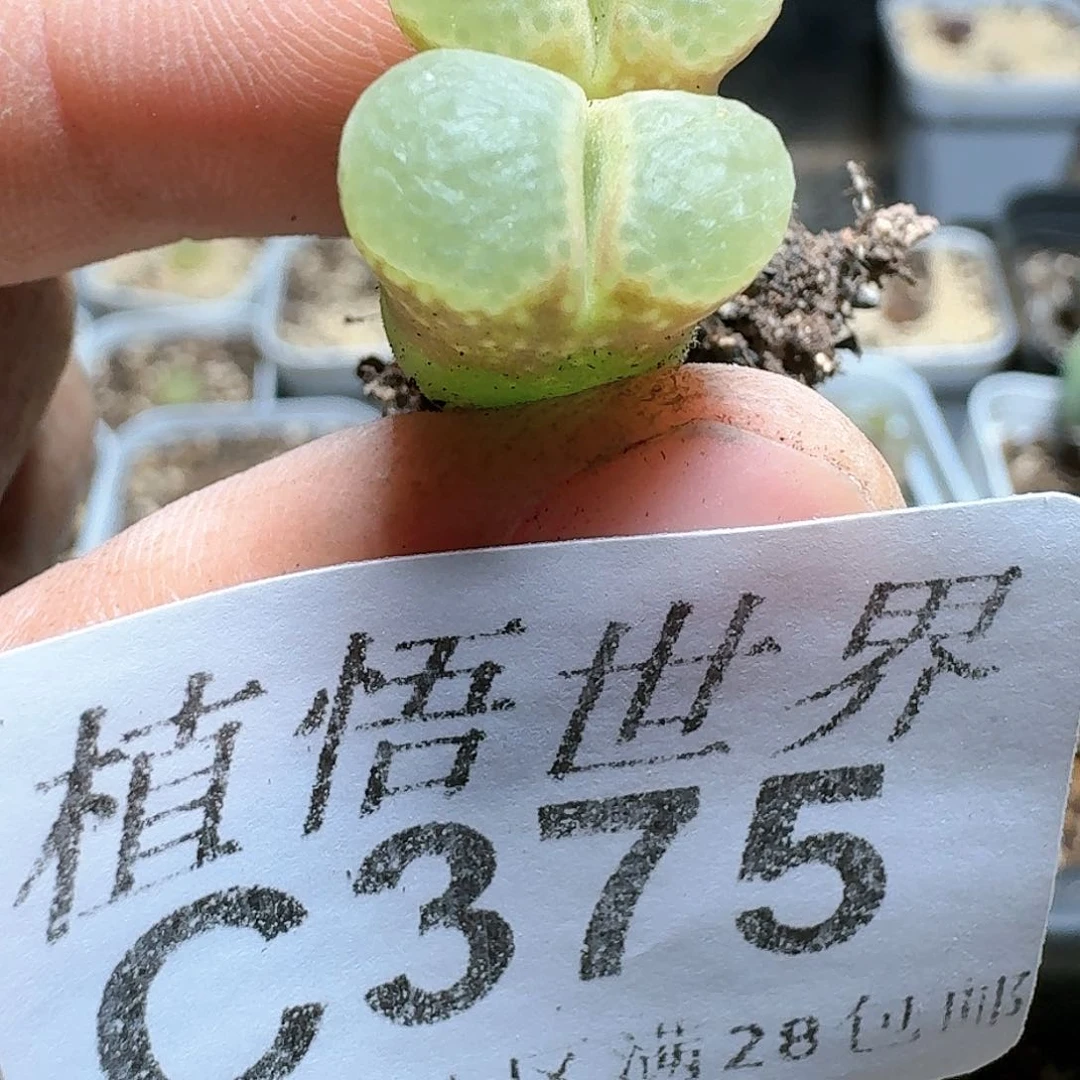 375号多多肉植物哇c