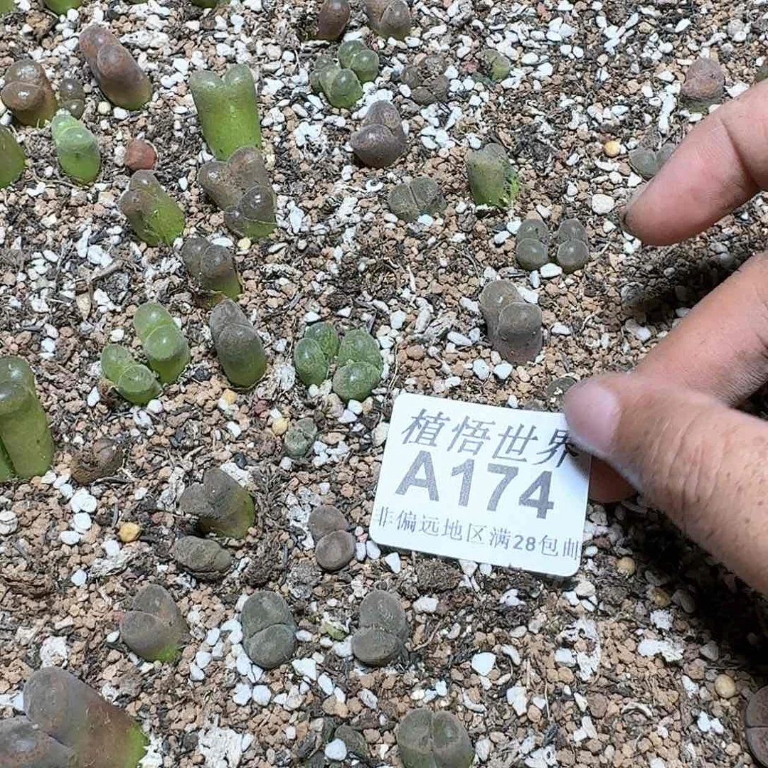 174号多肉植物。x，