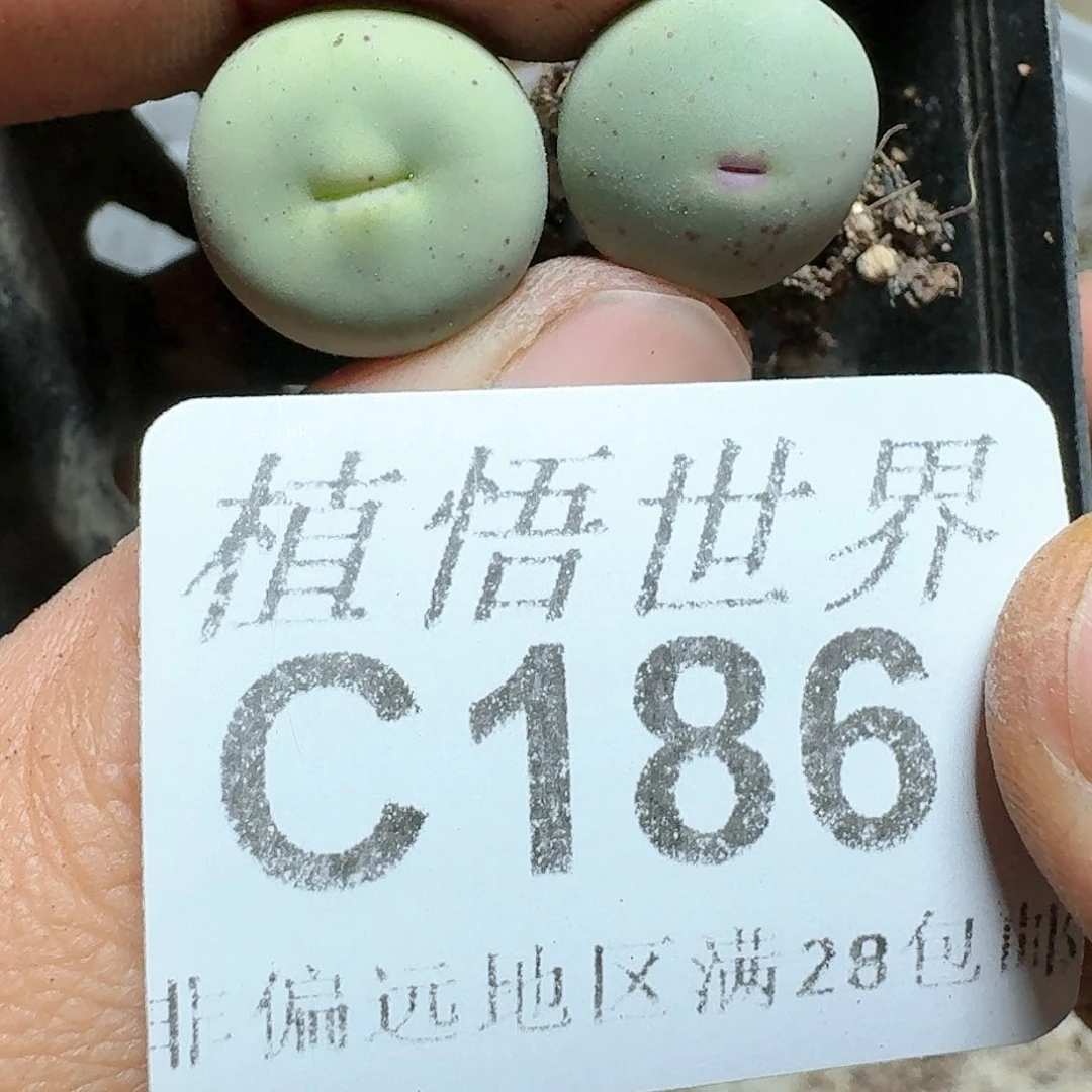 186号多肉植物fv b