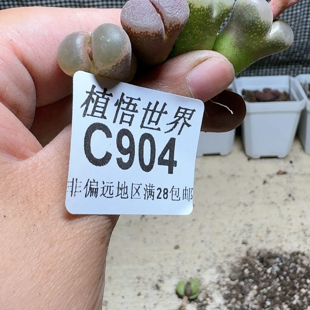 904号多肉植物大